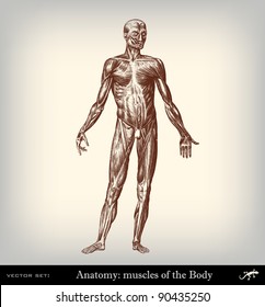 Engraving vintage muscles body from "The Complete encyclopedia of illustrations" containing the original illustrations of The iconographic encyclopedia of science, literature and art, 1851. Vector.