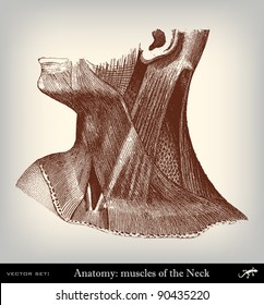 Engraving vintage muscles neck from "The Complete encyclopedia of illustrations" containing the original illustrations of The iconographic encyclopedia of science, literature and art, 1851. Vector.
