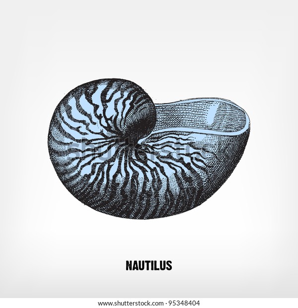 Engraving Vintage Nautilus Shell Complete Encyclopedia Stock Vector Royalty Free