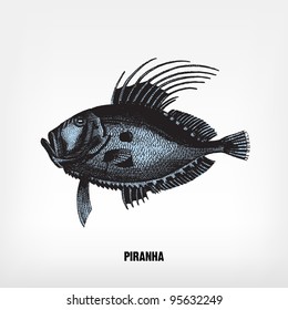 Engraving vintage Piranha from "The Complete encyclopedia of illustrations" containing the original illustrations of The iconographic encyclopedia of science, literature and art, 1851. Vector.