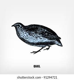 Engraving vintage Quail from "The Complete encyclopedia of illustrations" containing the original illustrations of The iconographic encyclopedia of science, literature and art, 1851. Vector.