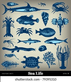Engraving vintage sea life set from 