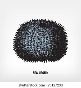 Engraving vintage sea urchin from "The Complete encyclopedia of illustrations" containing the original illustrations of The iconographic encyclopedia of science, literature and art, 1851. Vector.