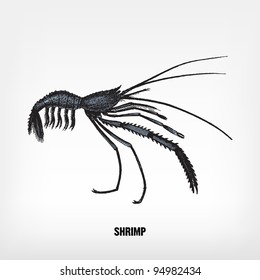 Engraving vintage shrimp from "The Complete encyclopedia of illustrations" containing the original illustrations of The iconographic encyclopedia of science, literature and art, 1851. Vector.