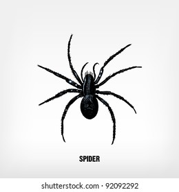Engraving vintage Spider from "The Complete encyclopedia of illustrations" containing the original illustrations of The iconographic encyclopedia of science, literature and art, 1851. Vector.