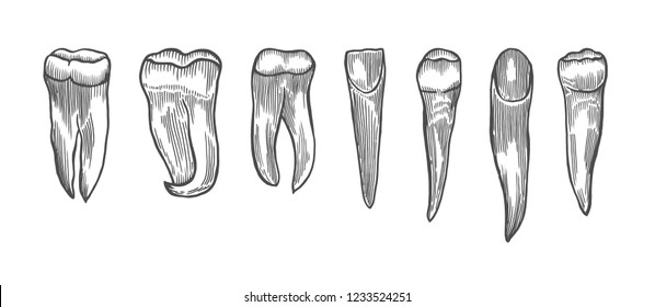 Engraving vintage tooth set. Hand drawn illustration isolated on white