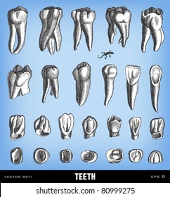 Engraving vintage tooth set from "The Complete encyclopedia of illustrations" containing the original illustrations of The iconographic encyclopedia of science, literature and art, 1851. Vector.
