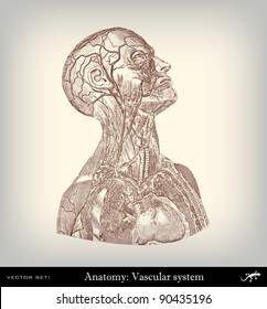 Engraving vintage vascular system from "The Complete encyclopedia of illustrations" containing the original illustrations of The iconographic encyclopedia of science, literature and art, 1851. Vector.