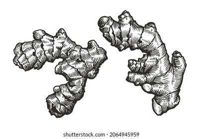 Engraving vintage vector black illustration of Ginger root. Element Isolated on a white background