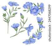 Enhance your designs with these beautiful watercolor flax flowers. Capture the essence of spring with this botanical design.
