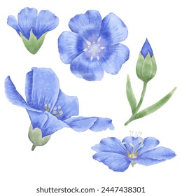 Enhance your designs with these beautiful watercolor flax flowers. Capture the essence of spring with this botanical design.