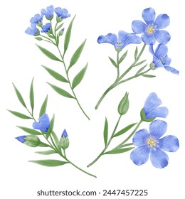 Enhance your designs with these beautiful watercolor flax flowers. Capture the essence of spring with this botanical design.