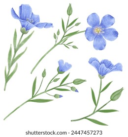 Enhance your designs with these beautiful watercolor flax flowers. Capture the essence of spring with this botanical design.