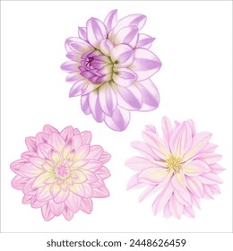 Enhance your designs with these beautiful watercolor dahlias. Download floral illustrations for creative projects.
