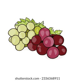 Enjoy the luscious duo of green and red grapes in this vector illustration! Vibrant and juicy, perfect for culinary and health-themed designs