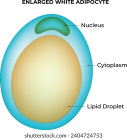 Enlarged White Adipocyte Science Design Vector Illustration