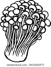Enoki Mushroom Black and White Vector Line Art Illustration