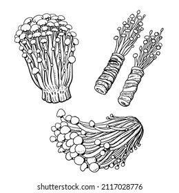 Enoki mushroom hand drawing style