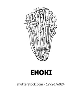 Enoki mushroom hand drawn sketch. Mushroom vector illustration. Organic healthy food. Great for packaging design. Engraved style. Black and white color.