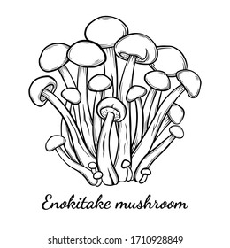 Enoki mushroom hand drawn vector illustration. Sketch style drawing isolated on white background with sliced pieces. Organic vegetarian object for menu, label, recipe, product packaging