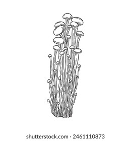 Enoki mushrooms bunch engraved hand drawn vector illustration. Asian raw forest healthy fungus. Natural organic vegetarian food. Enoki fungi bundle harvest sketch isolated on white