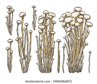 Enoki mushrooms bunches color hand drawn vector illustrations set. Asian raw forest healthy fungus. Natural organic vegetarian food. Enoki fungi bundle harvest sketch isolated on white