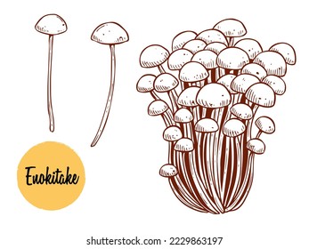 Enoki mushrooms with hand drawn vector illustration. Asian traditional cuisine, healthy organic food. Best for menu, label, product packaging, recipe
