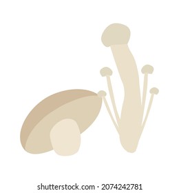 enoki mushrooms and shiitake mushrooms with vector illustration