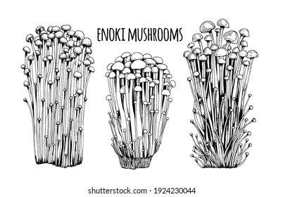 Enoki mushrooms Vector illustration hand drawn, family of edible mushrooms, Asian traditional cuisine, healthy organic food, vegetarian food, fresh mushrooms isolated on white background