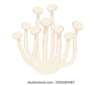 Enoki mushrooms. White asian tasty fungus. Vector illustration isolated on white background