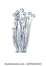 Enoki vector line art illustration. Mushroom hand drawn sketch. Good for packaging and branding mushroom products. White background.