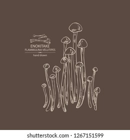 Enokitake: flammulina velutipes mushroom. Mushroom. Vector hand drawn illustration