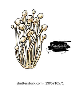 Enokitake mushroom hand drawn vector illustration. Sketch food drawing isolated on white background. Organic vegetarian product. Great  for menu, label, product packaging, recipe