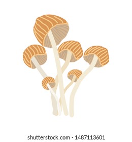 Enokitake mushroom on white background. Flat Cartoon style. Vector illustration.