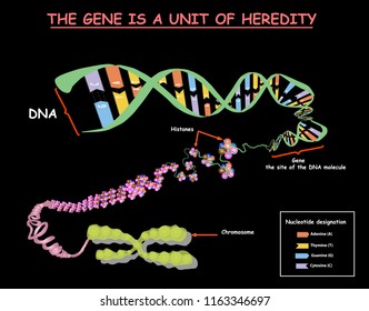 enome in the structure of DNA. genome sequence. Telo mere is a repeating sequence of double-stranded DNA located at the ends of chromosomes Nucleotide, Phosphate, Sugar, and bases. education vector