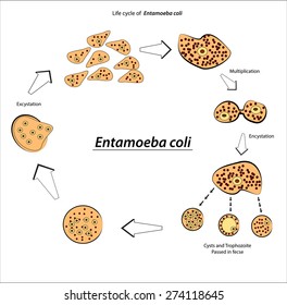  Entamoeba coli - parasitic microscope Stock Vector