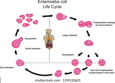Entamoeba coli.Medical Parasitology.Parasitic microscope. Stock Vector