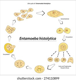  Entamoeba histolytica - parasitic microscope