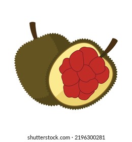 Entawak Fruit Flat Design Vector Illustration Isolated on a White Background.