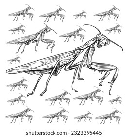 Enter the captivating realm of “Insects” with this unique pack of illustrations, highlighting the fascinating world of grasshoppers and mantises. 