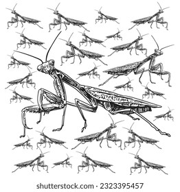 Enter the captivating realm of “Insects” with this unique pack of illustrations, highlighting the fascinating world of grasshoppers and mantises. 