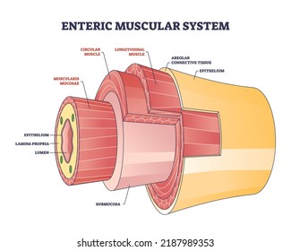 Sistema muscular entérico en la pared intestinal del diagrama de contorno del intestino delgado. Esquema educativo etiquetado con capas y estructura de la ilustración del vector del músculo del tracto digestivo. Lamina propria