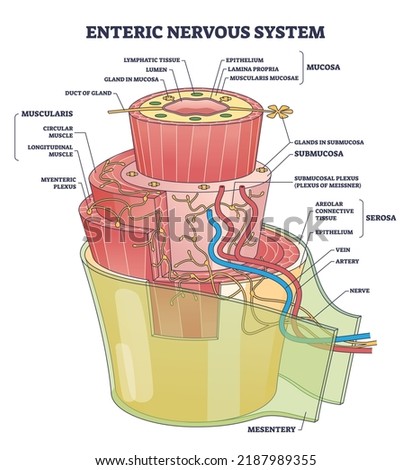 Enteric nervous system or ENS intrinsic autonomic anatomy outline diagram. Labeled educational scheme with complex detailed structure with mucosa, muscularis and mesentery part vector illustration.