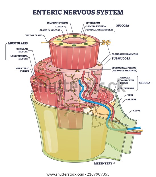 Enteric nervous system or ENS intrinsic\
autonomic anatomy outline diagram. Labeled educational scheme with\
complex detailed structure with mucosa, muscularis and mesentery\
part vector\
illustration.