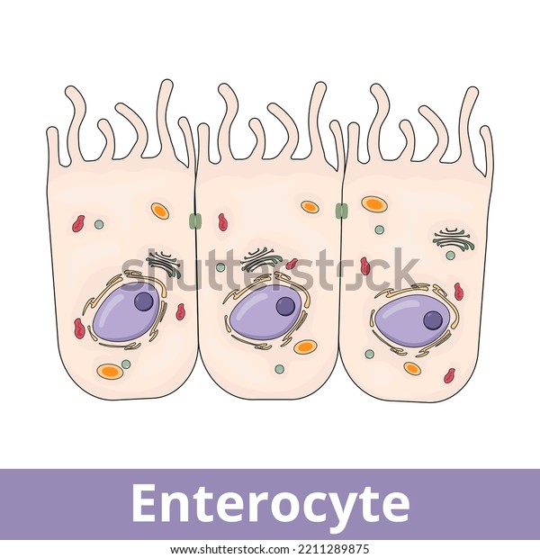 Enterocyte. Intestinal absorptive cells, are
simple columnar epithelial cells which line the inner surface of
the small and large
intestines.