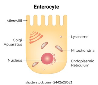 Enterocyte Science Design Vector Illustration Diagram