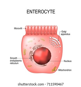 Enterocytes. intestinal absorptive cells. Intestinal epithelial cell with microvilli