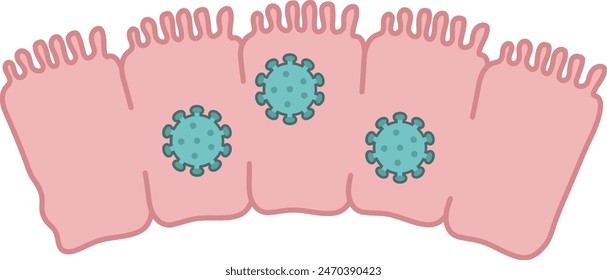 enterocytes in large intestine with bacteria - flat illustration 