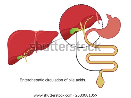 Enterohepatic Circulation of Bile (EHC) denotes the movement of bile acid molecules from the liver to the small intestine and back to the liver.  Acids,Medical healthcare vector illustration.