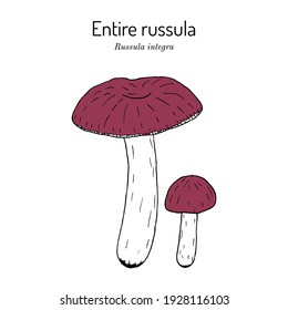 Entire russula (russula integra), edible mushroom. Hand drawn botanical vector illustration